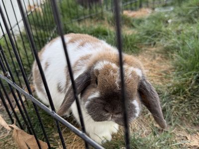 Proven Pedigreed Holland Lop Doe