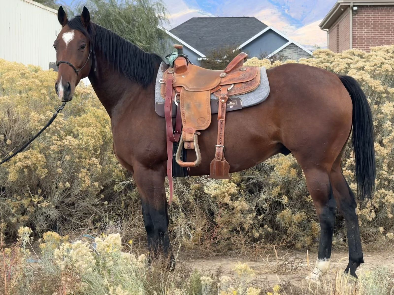 2018 Bay AQHA Gelding Barrel or Ranch Prospect