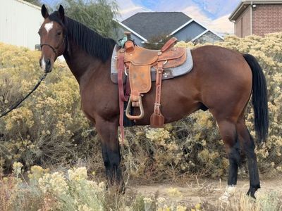 2018 Bay AQHA Gelding Barrel or Ranch Prospect