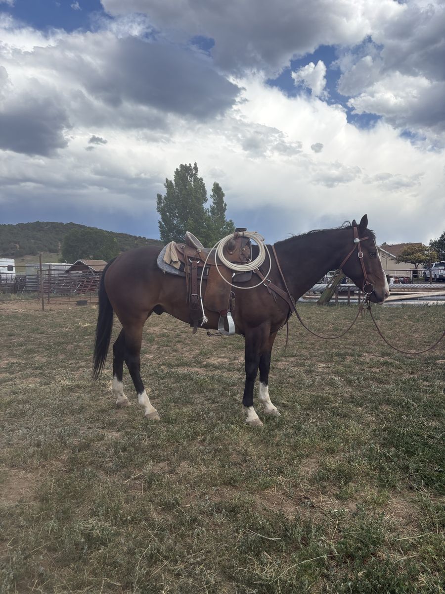Bay Gelding Quarter Horse - Trained, Ready to Ride