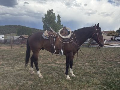 Bay Gelding Quarter Horse - Trained, Ready to Ride