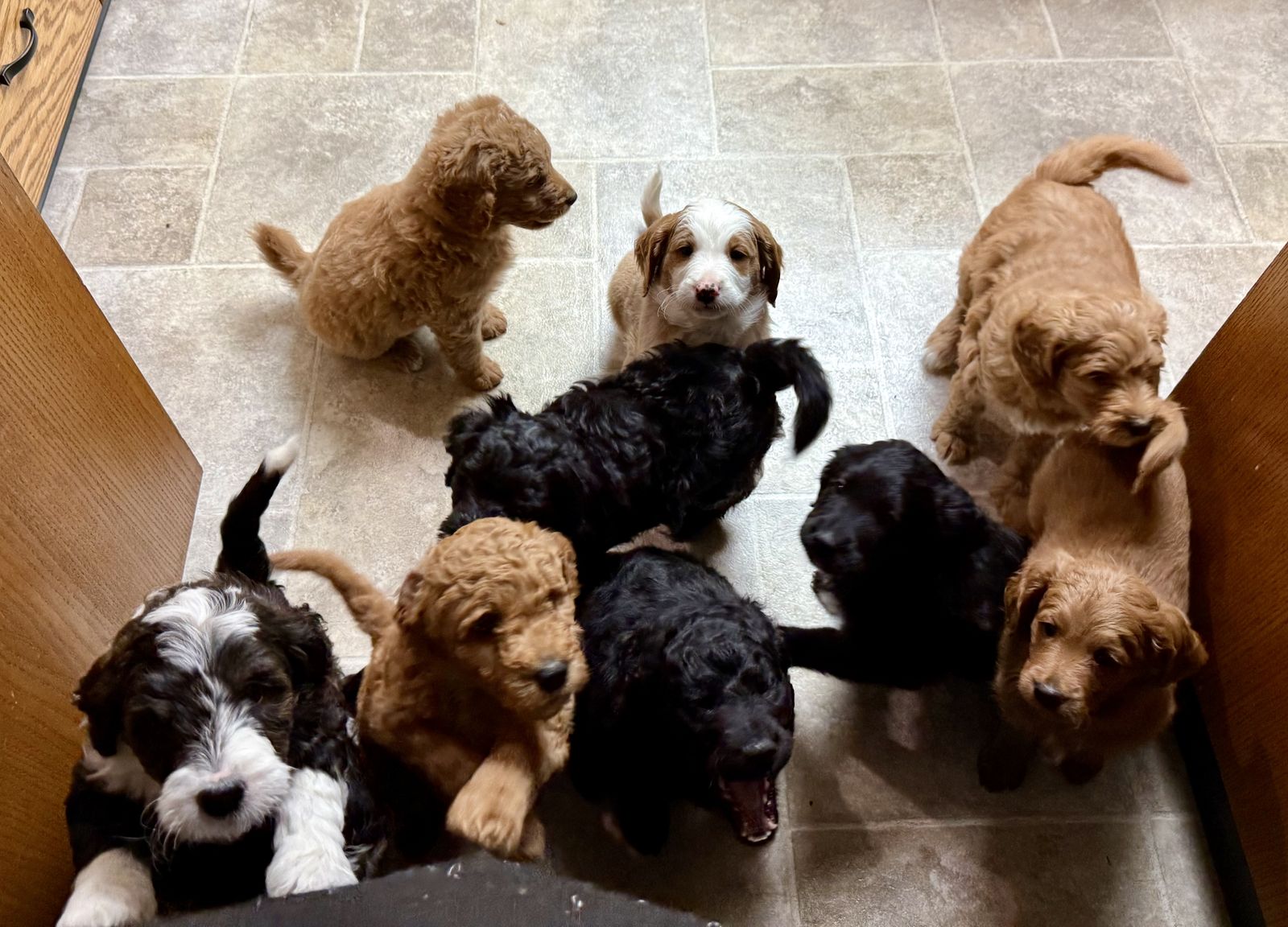Designer Mini Golden Mountain Doodle puppies