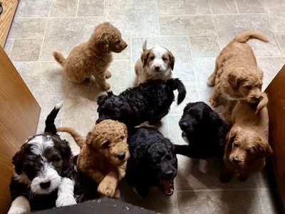 Designer Mini Golden Mountain Doodle puppies