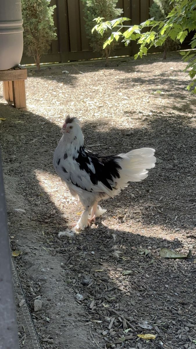 9 Week Old Cockerel