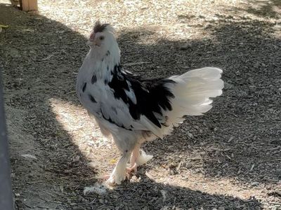 9 Week Old Cockerel
