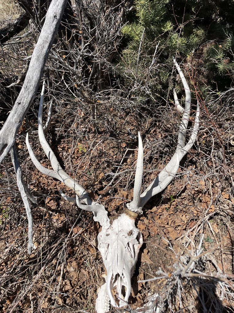 Large Hard White Elk Deadhead