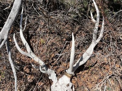 Large Hard White Elk Deadhead