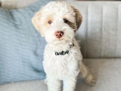 Tyson - 18lbs. -/- 22.2% GR Multigen Toy/Mini Goldendoodle Stud