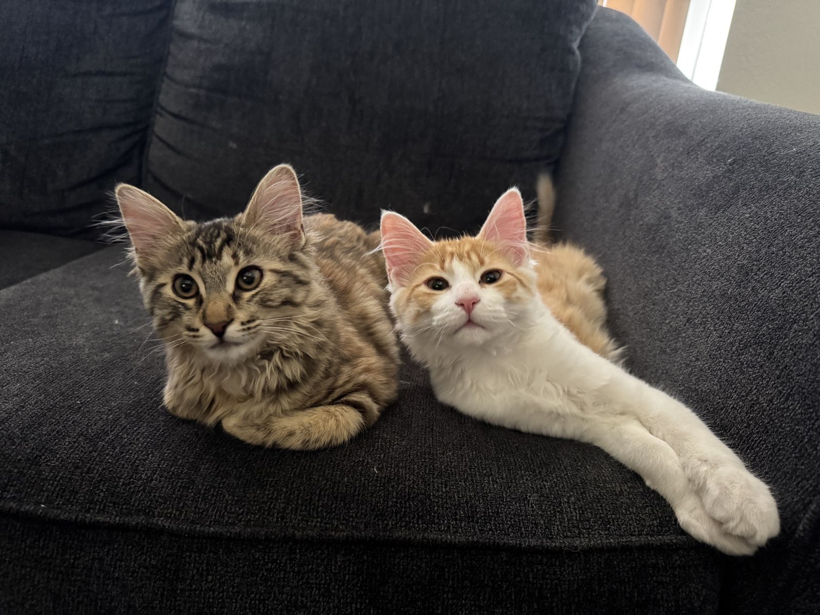Two 4 month old kittens