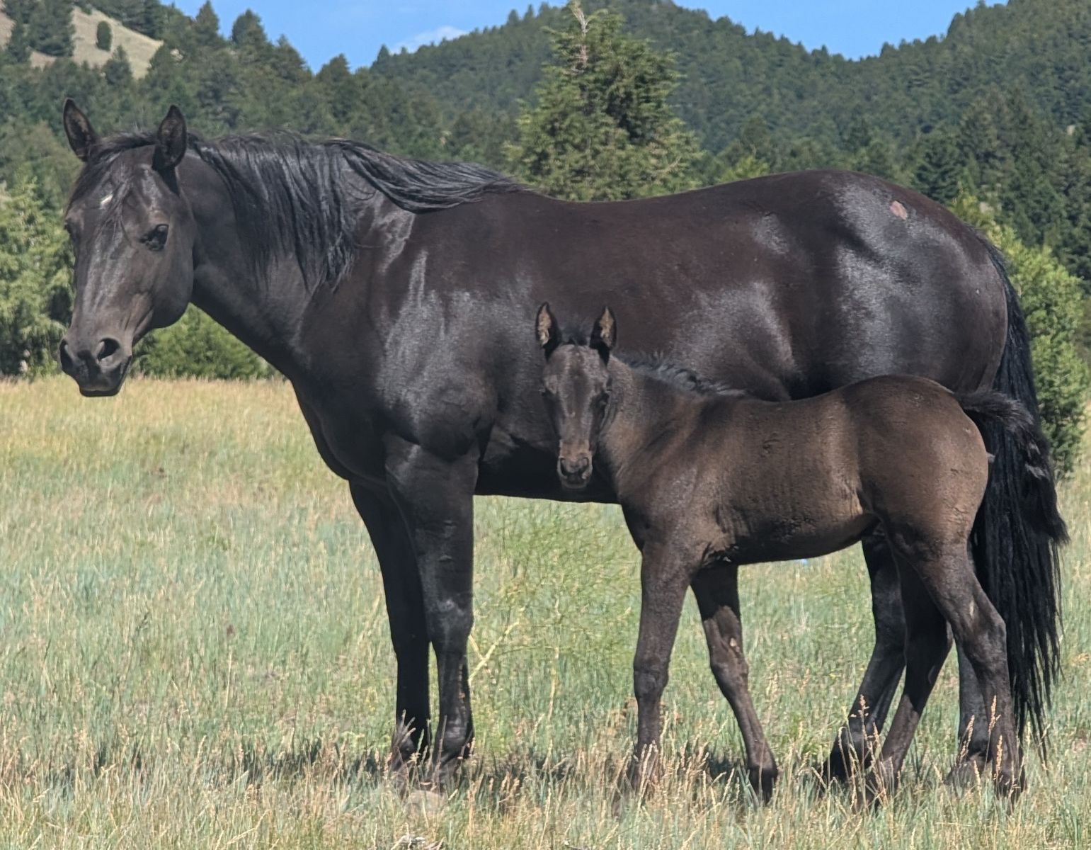Homozygous Black Broodmare AQHA