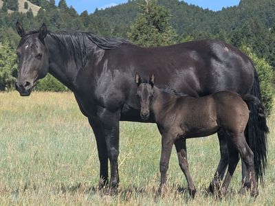 Homozygous Black Broodmare AQHA