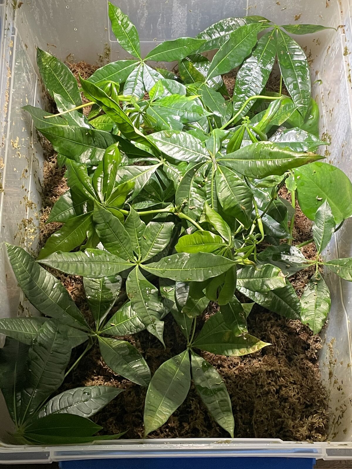 Pachira Aquatica (Lucky Money tree) & Monstera Deliciosa Rooted Propagations