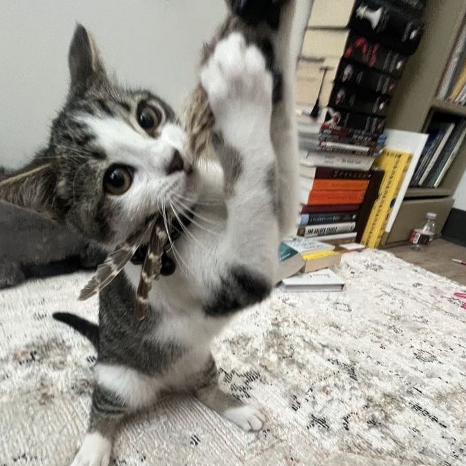 2 Year Old Cat
