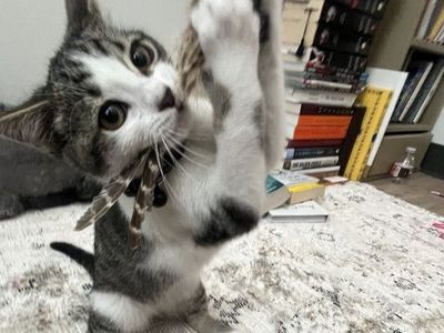 2 Year Old Cat