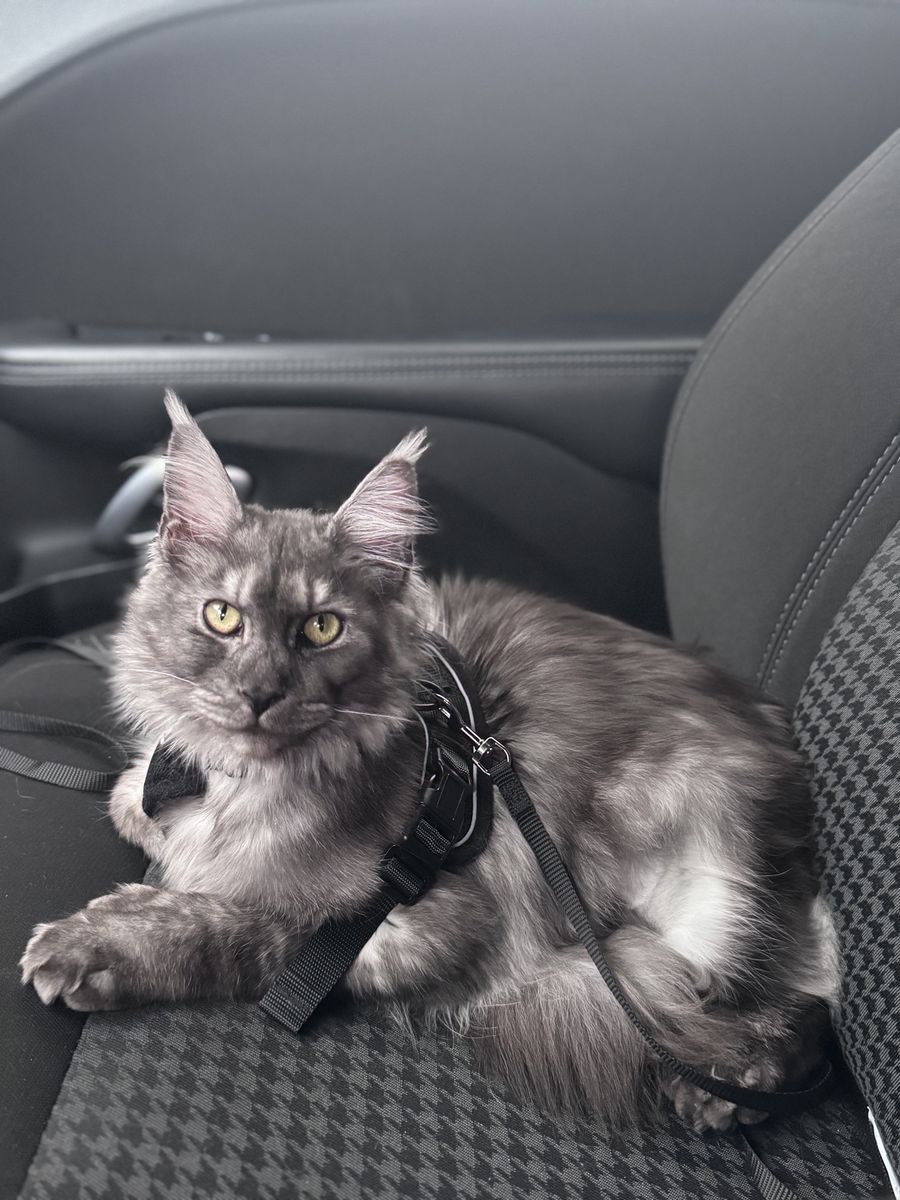 9 month old polydactyl fixed female Maine coon