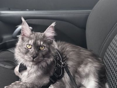 9 month old polydactyl fixed female Maine coon