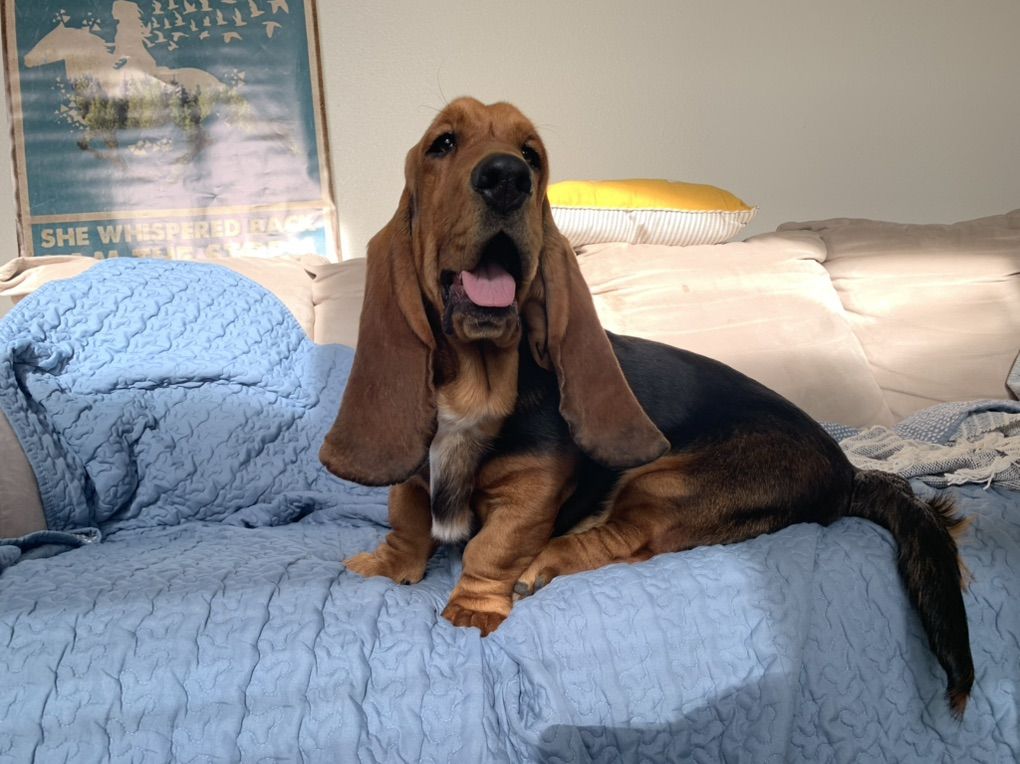 AKC Basset Hound Puppies!!