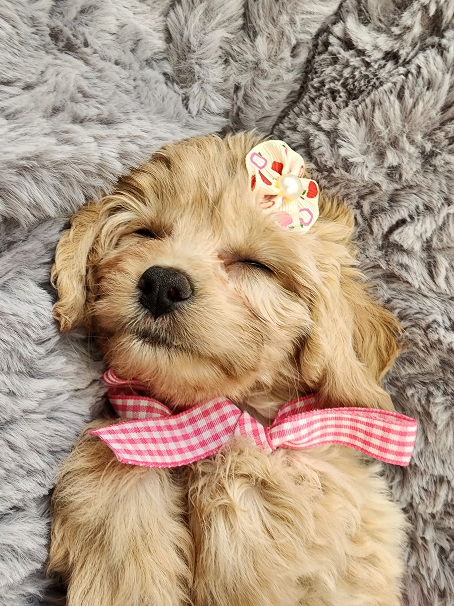 EASTER SPECIAL ADORABLE MINI CAVAPOO PUPPIES