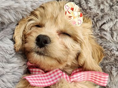 EASTER SPECIAL ADORABLE MINI CAVAPOO PUPPIES