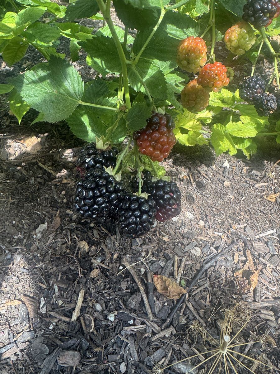 Fresh Blackberry Plants