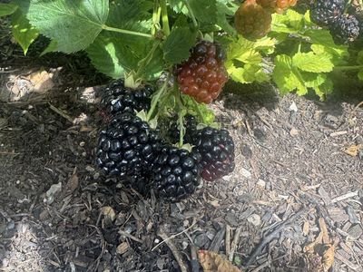 Fresh Blackberry Plants