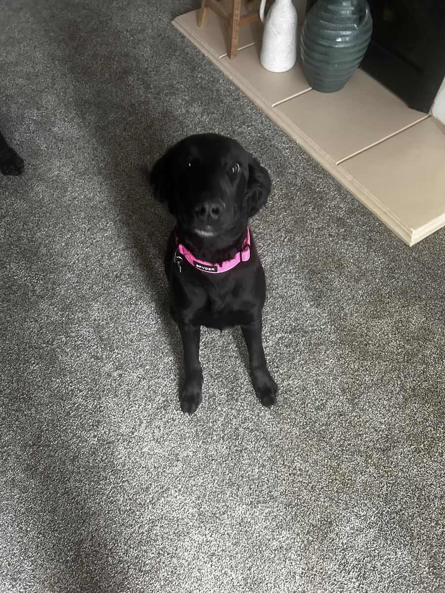 Free-Black Coated Retriever