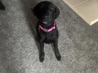 Free-Black Coated Retriever