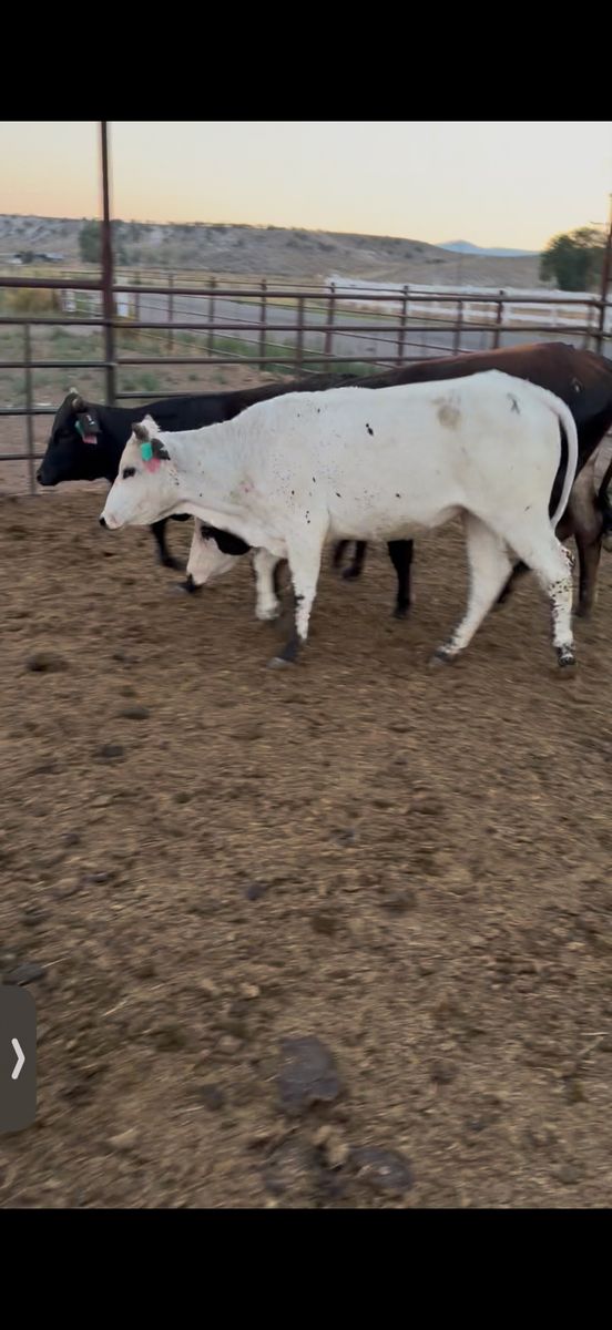 Replacement heifers 