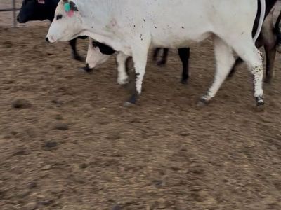 Replacement heifers