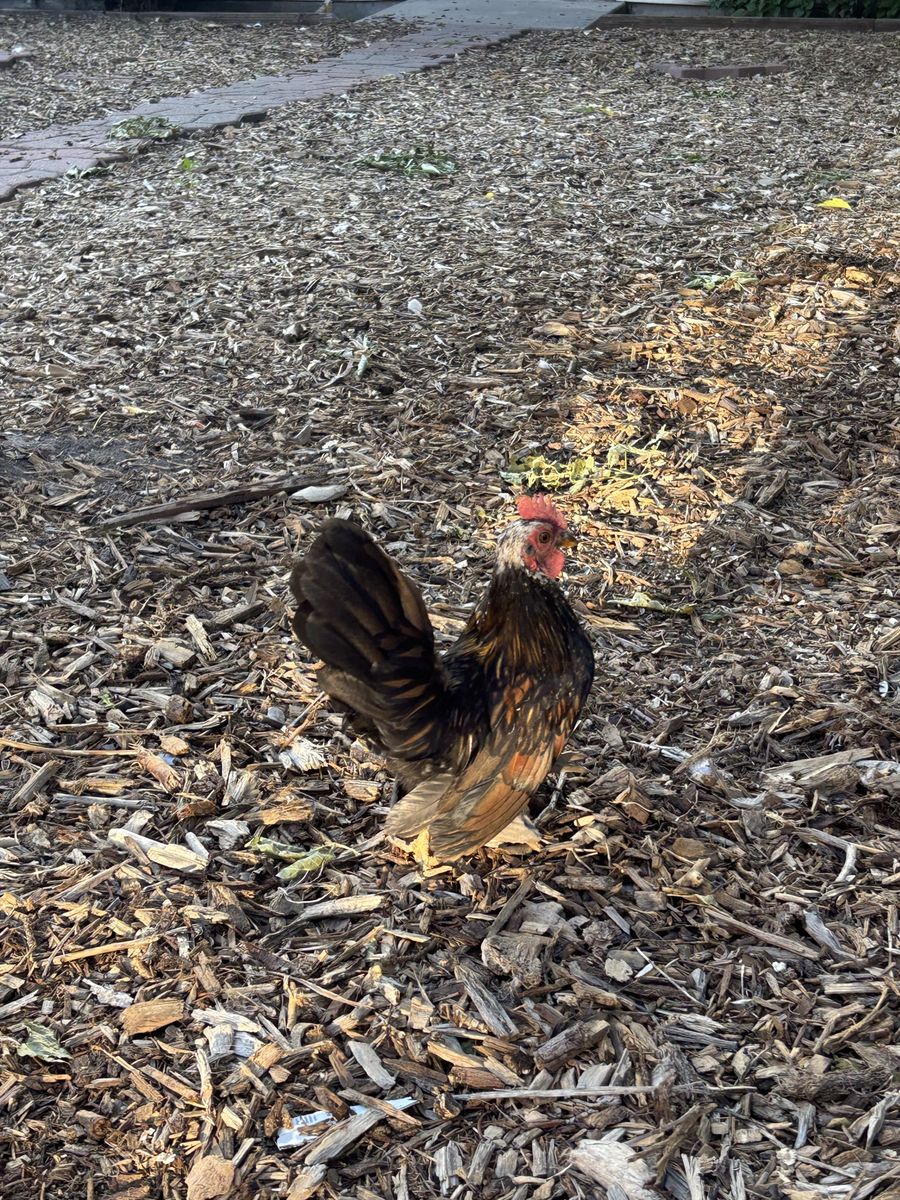 Serama (bantam) rooster needs to go soon!!