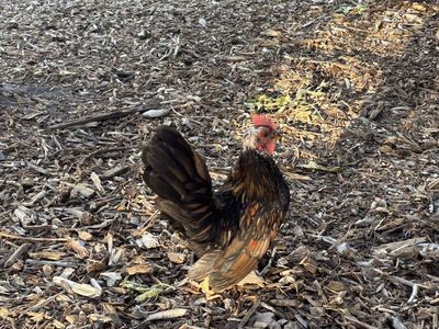 Serama (bantam) rooster needs to go soon!!
