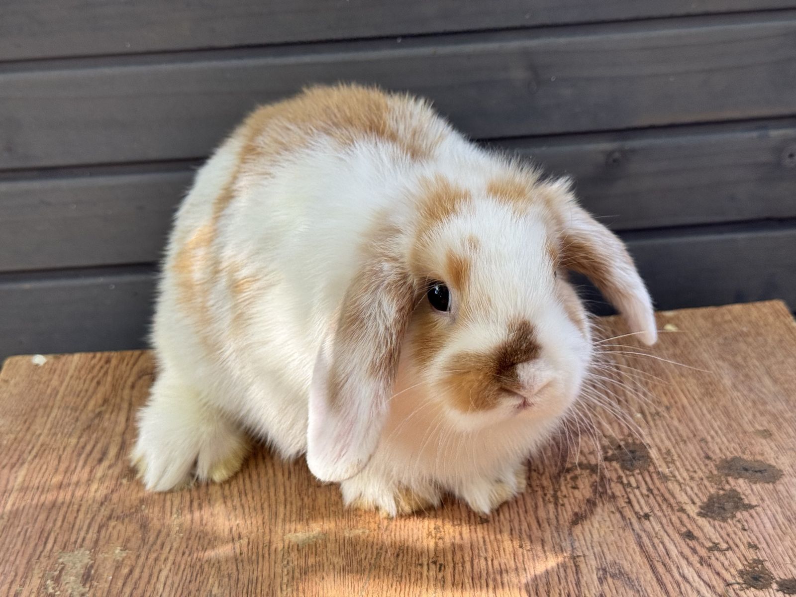 Pedigreed Holland Lop Doe