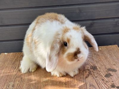 Pedigreed Holland Lop Doe
