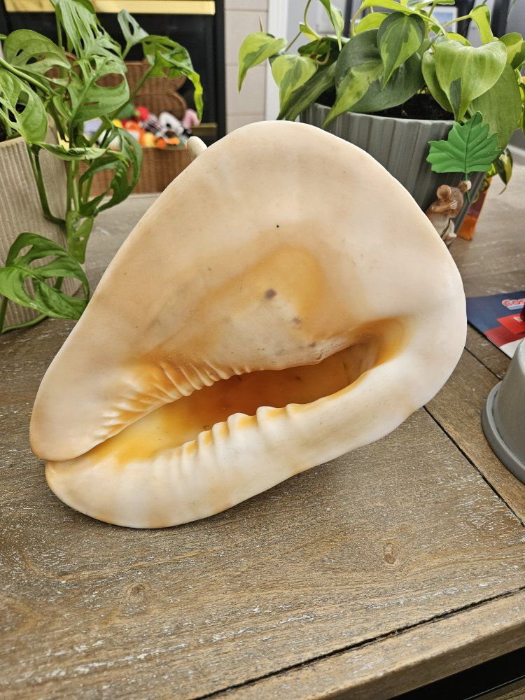 Large Natural Queen Conch Sea Shell for Decor - Unique Coastal Home Accent