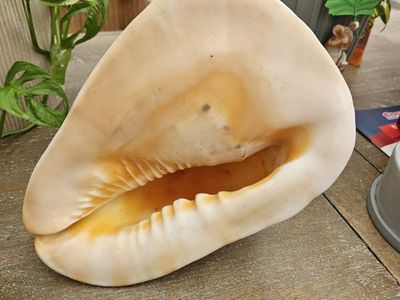 Large Natural Queen Conch Sea Shell for Decor - Unique Coastal Home Accent