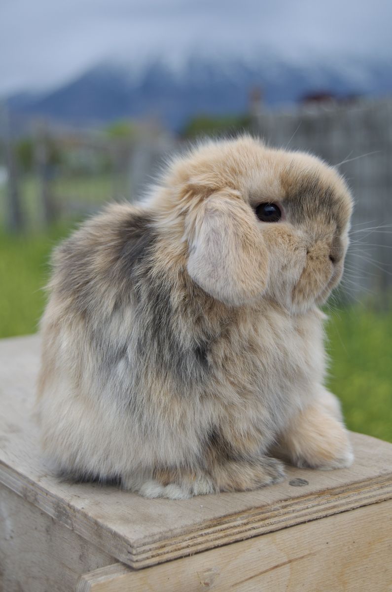 Cutest Harliquin Baby Holland Lop Doe