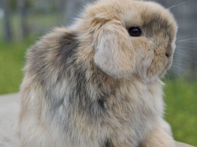 Cutest Harliquin Baby Holland Lop Doe