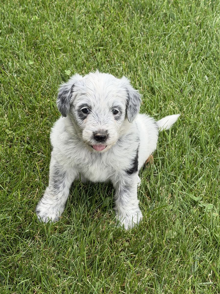 Old English Sheepdog