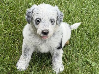Old English Sheepdog