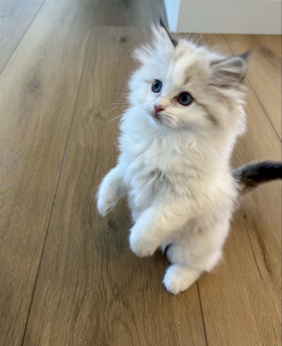 TICA Ragdoll Kittens *Ready Now*