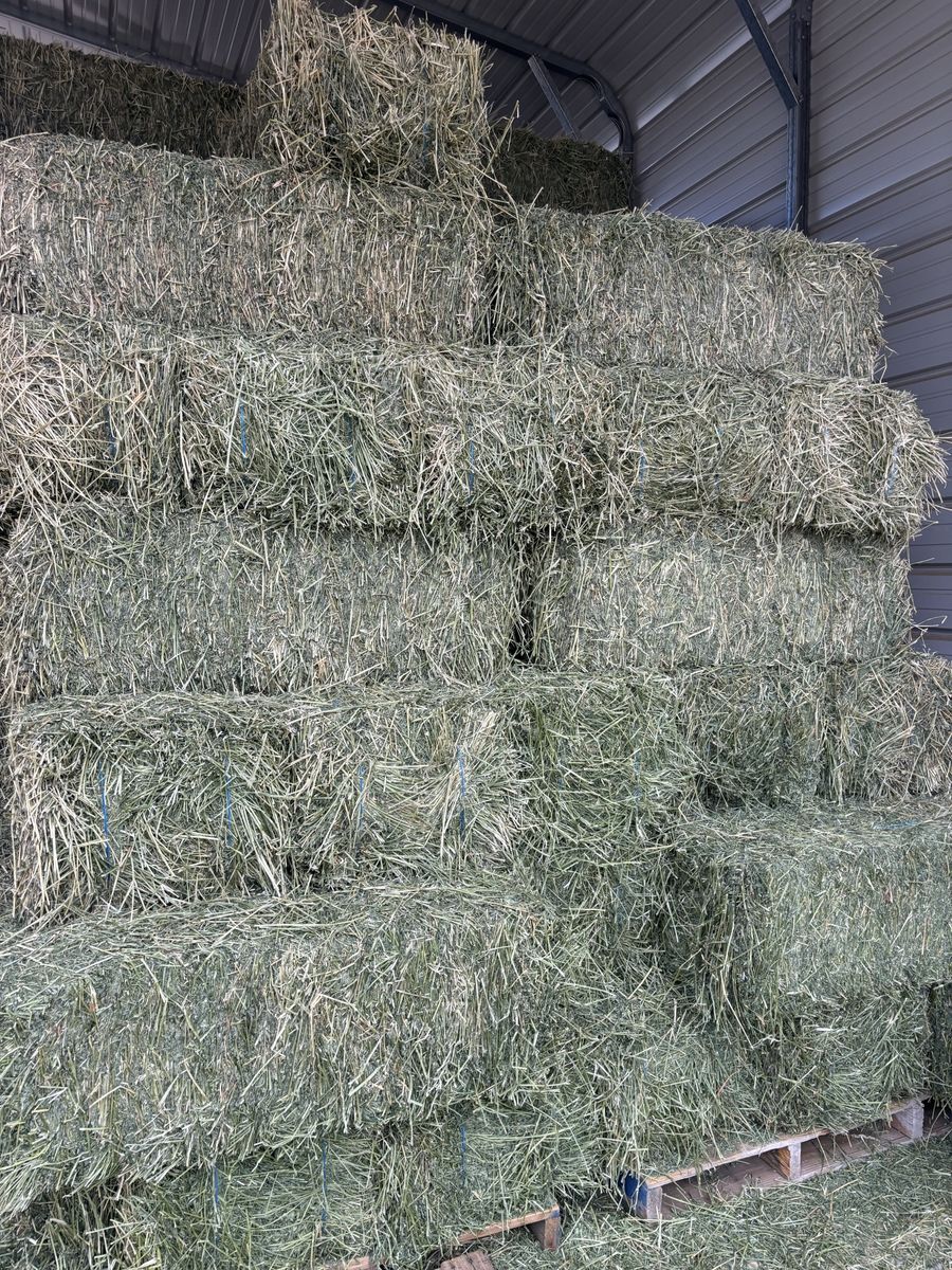 Alfalfa Hay