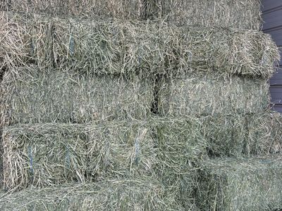 Alfalfa Hay