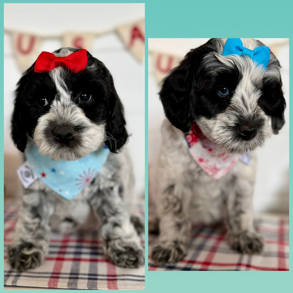 Teddy bear doodle puppies