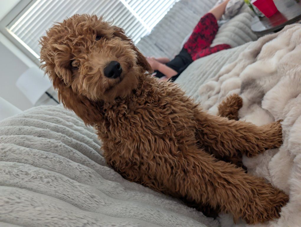 Goldendoodle Puppy - Red/Apricot Coat