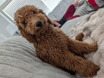 Goldendoodle Puppy - Red/Apricot Coat
