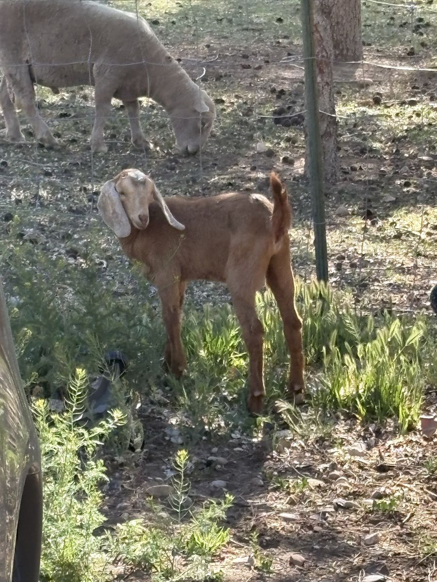 2 Nubian doelings available