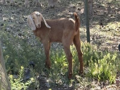 2 Nubian doelings available