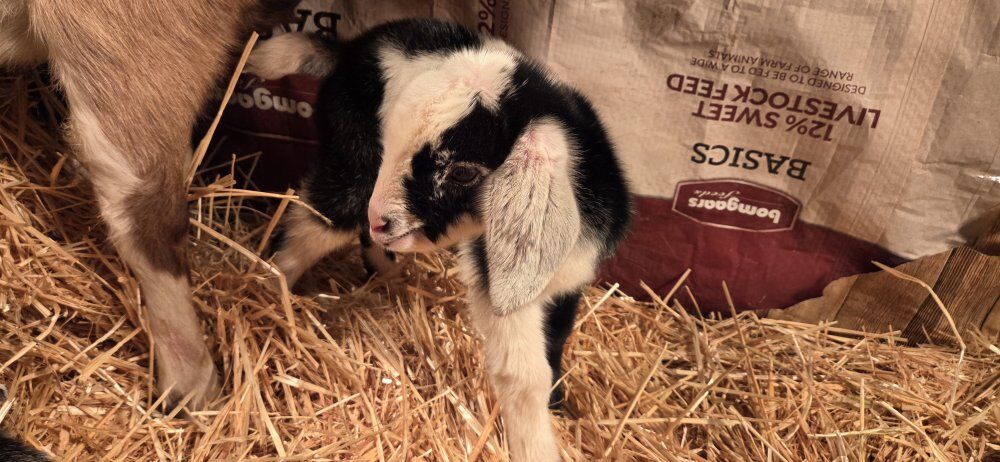 4 Mini Nubian Bucklings