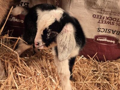 4 Mini Nubian Bucklings
