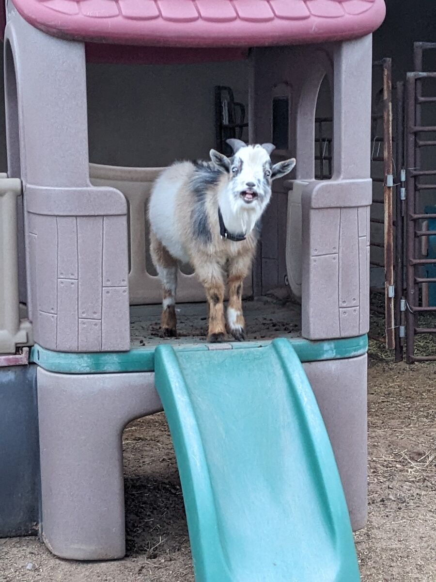 Nigerian Dwarf Buck Goat For Rent